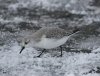 Sanderling at Westcliff Seafront (Steve Arlow) (89544 bytes)